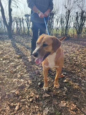 Affettuosa Stefy in Regalo, taglia media - Foto 4
