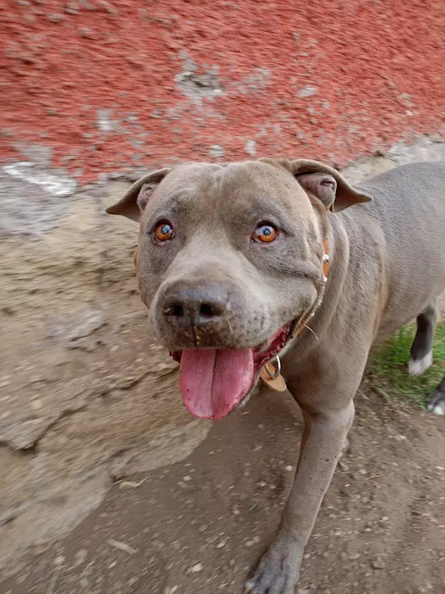 Foto 2 Splendido Amstaff cerca compagna