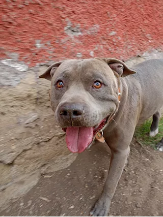 Splendido Amstaff cerca compagna - Foto 2