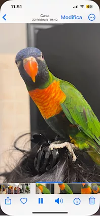 Lory arcobaleno - Foto 2