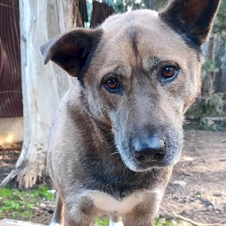 Tessa cagnolona di 8 anni, cerca casa