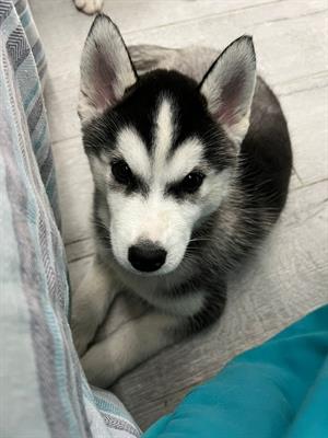 Cuccioli di Husky disponibili