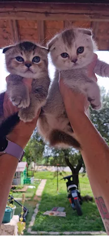 Gattini scottish fold cuccioli