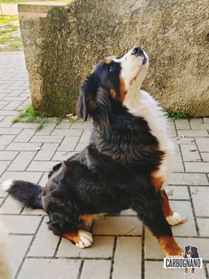 Cuccioli di BOVARO DEL BERNESE con Pedigree - Foto 2