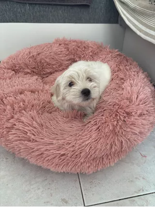 Cucciolo maltese