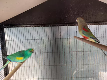 Parrocchetto multicolore