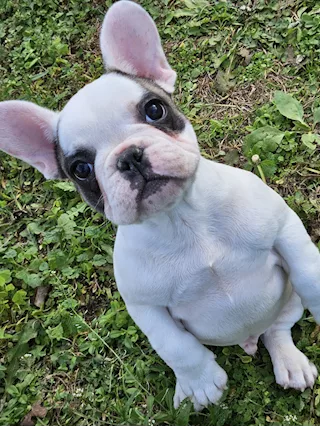 Cucciolo amorevole