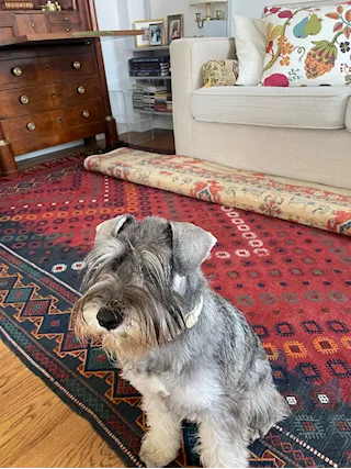 Schnauzer femmina sale e pepe per accoppiamento - Anteprima 1