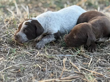 Disponibili cuccioli Kurzhaar