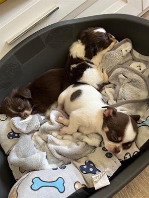 Cuccioli di chihuahua con pedigree ENCI
