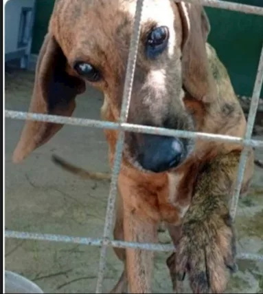 Segugio adulto diventato cieco in canile LAZIO