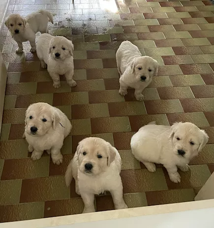 Disponibili splendidi cuccioli di Golden Retriever