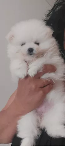 Spitz tedesco nano