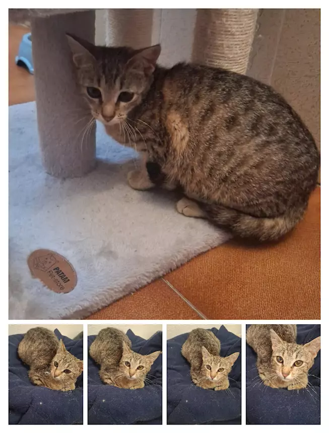 Gatti e gattini dolcissimi