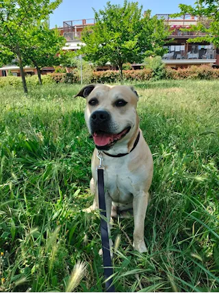 Tyson - Incrocio tra Amstaff e Labrador di