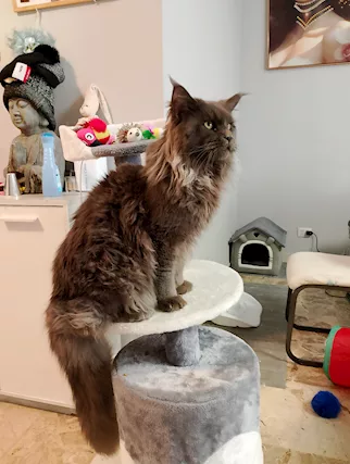 Maine coon maschio 2 anni.