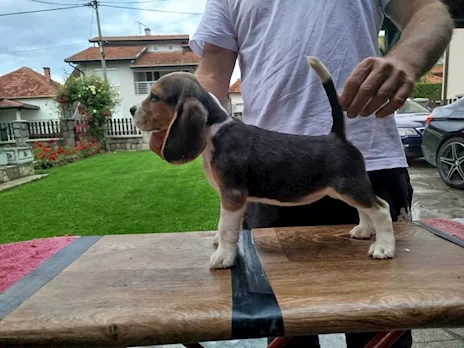 Cuccioli di Razza Beagle in vendita - Foto 4