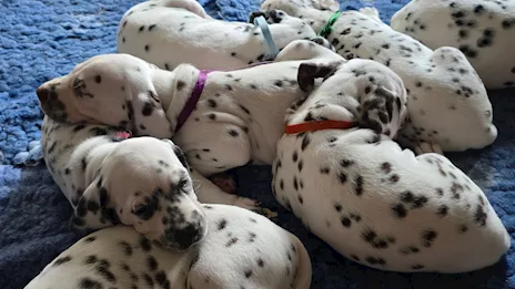 Cuccioli di razza Dalmata alta genealogia