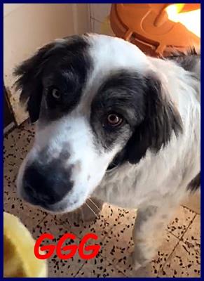 GGG un gigante pieno di dolcezza e tenerezza