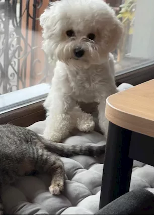 Bichon frisé