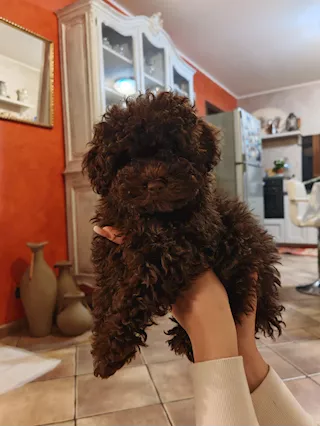 Cuccioli barboncino toy