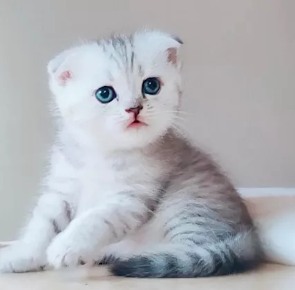 Scottish fold