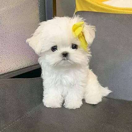 Cuccioli di Maltese