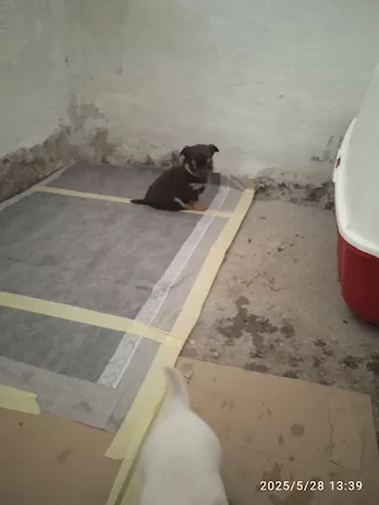 Chihuahua, genitori visibili - Foto 2