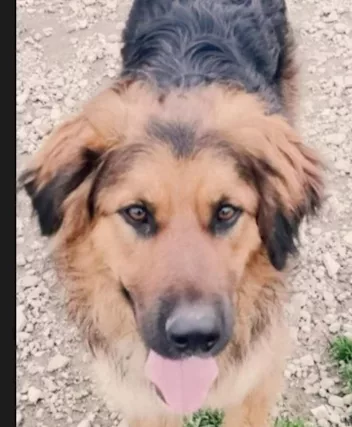 Charly 4/5 anni aspetta da molto in canile