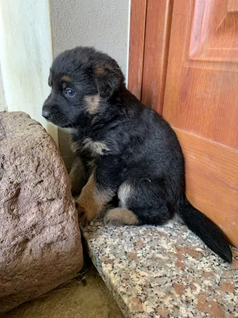 Disponibili cuccioli Pastore Tedesco puri
