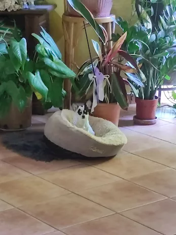 Chihuahua mini Toy maschietto
