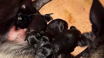 Cuccioli pastore belga malinois - Anteprima 1