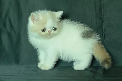 Cuccioli Exotic Shorhair maschi e femmine Persiano - Foto 2