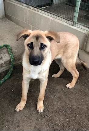 Paperino cane curiosone con mantello fulvo, un pò schivo, taglia media - Foto 2