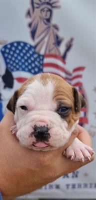 Amstaff cucciolo