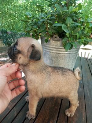 Cuccioli di carlino