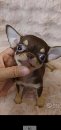 Cerco femmina chiwawa toy ciioko pelo corto