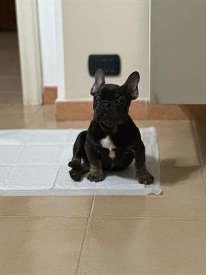 Bulldog francese