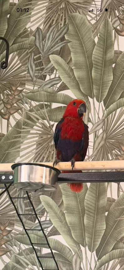 Foto 3Ecletto Femmina (Eclectus roratus) allevata a mano - CITES