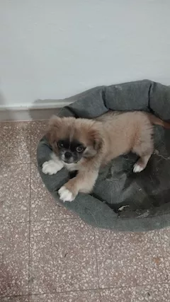 Cucciolo di pechinese