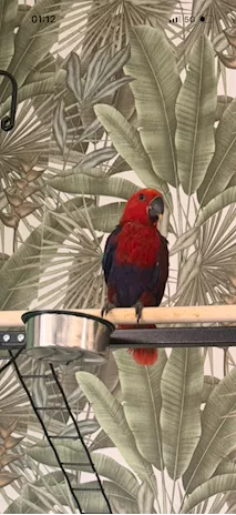 Ecletto Femmina (Eclectus roratus) allevata a mano - CITES - Anteprima 3