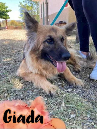 Giada Pastore 5 anni in canile da tanto CALABRIA