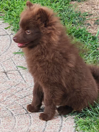 Ultimi cuccioli spitz tedesco piccolo (kleinspitz), colore neri - Foto 6