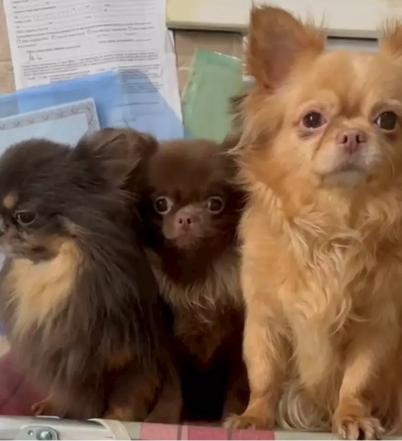 Foto 4Chihuahua russo pelo lungo, colore cioccolato