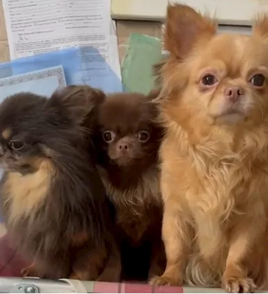Chihuahua russo pelo lungo, colore cioccolato - Anteprima 4