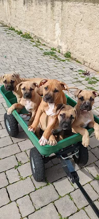 Cuccioli di American pitbull terrier