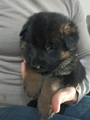 Cuccioli pastore tedesco