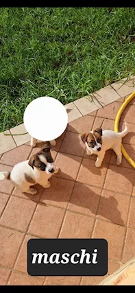 Cuccioli di Razza Jack russell - Foto 2