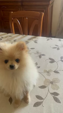 Spitz tedesco nano (Razza Pomerania) - Foto 2