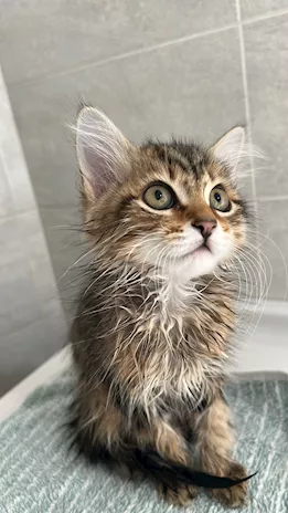 Gatto Bengala